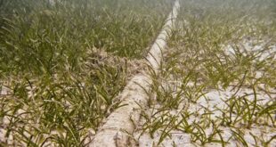 Kabel Laut Telkom di Papua Bermasalah? Ini Penjelasan dan Solusinya