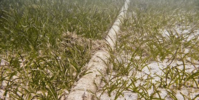 Kabel Laut Telkom di Papua Bermasalah? Ini Penjelasan dan Solusinya
