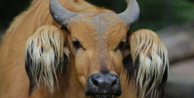 Bikin Merinding! Ini Dia 10 Hewan Paling Aneh yang Bikin Kamu Mikir Dua Kali