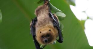 Siapa Bilang Superhero Cuma Ada di Komik? 7 Hewan Ini Buktinya!