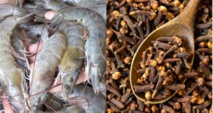 Udang Radioaktif dan Cengkeh, Fakta Mencengangkan yang Mungkin Belum Kamu Tahu