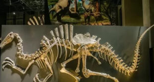 Dinosaurus Raksasa 30 Meter Kuasai Asia Tenggara Ditemukan
