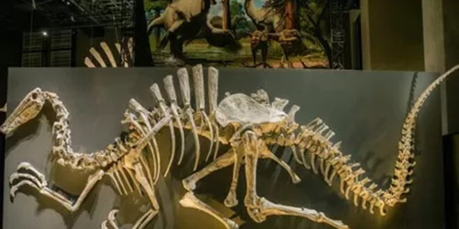 Dinosaurus Raksasa 30 Meter Kuasai Asia Tenggara Ditemukan
