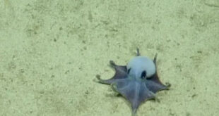 Misteri Terpecahkan Gurita Biru Langka di Galapagos
