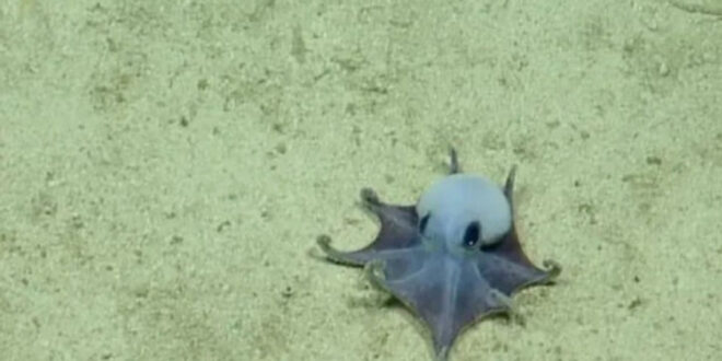Misteri Terpecahkan Gurita Biru Langka di Galapagos