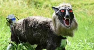 Robot Serigala Monster Jepang Usir Beruang Maut