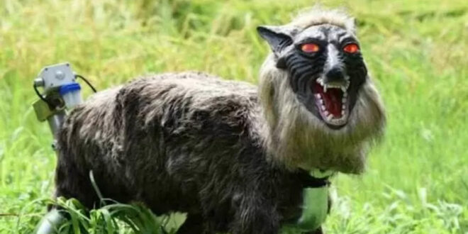 Robot Serigala Monster Jepang Usir Beruang Maut