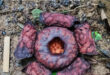 BRIN Ungkap Misteri Rafflesia Anambas Jenis Baru