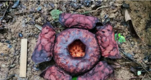 BRIN Ungkap Misteri Rafflesia Anambas Jenis Baru