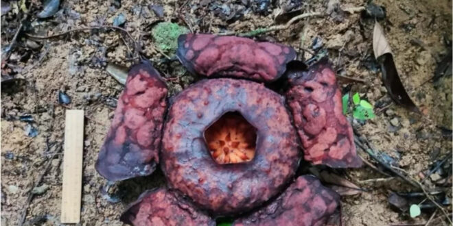 BRIN Ungkap Misteri Rafflesia Anambas Jenis Baru