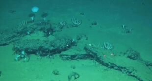 Misteri Terungkap Kuburan Paus Purba Terdalam Samudra Hindia